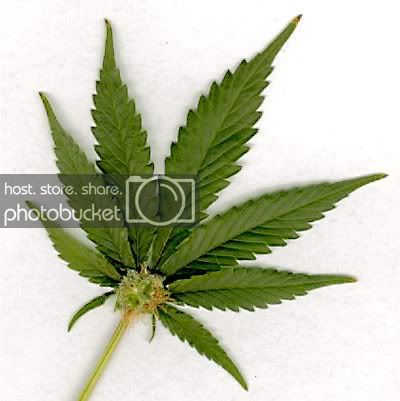 Leaf.jpg