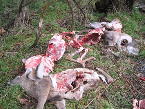 deaddeeronriverroad.JPG