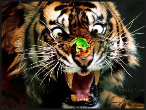 tigerfrog.jpg