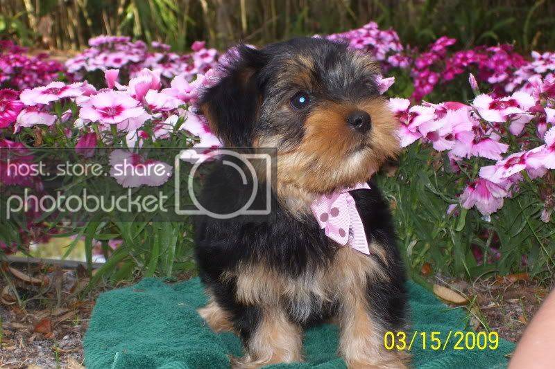puppies048.jpg