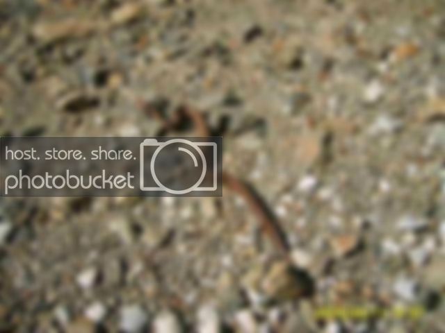 snake002.jpg