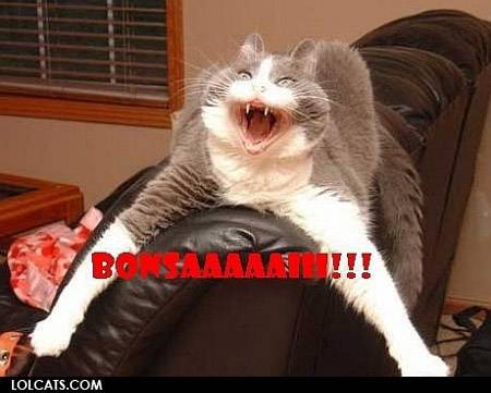lolcatsdotcompiweyf1oov76g2i5.jpg