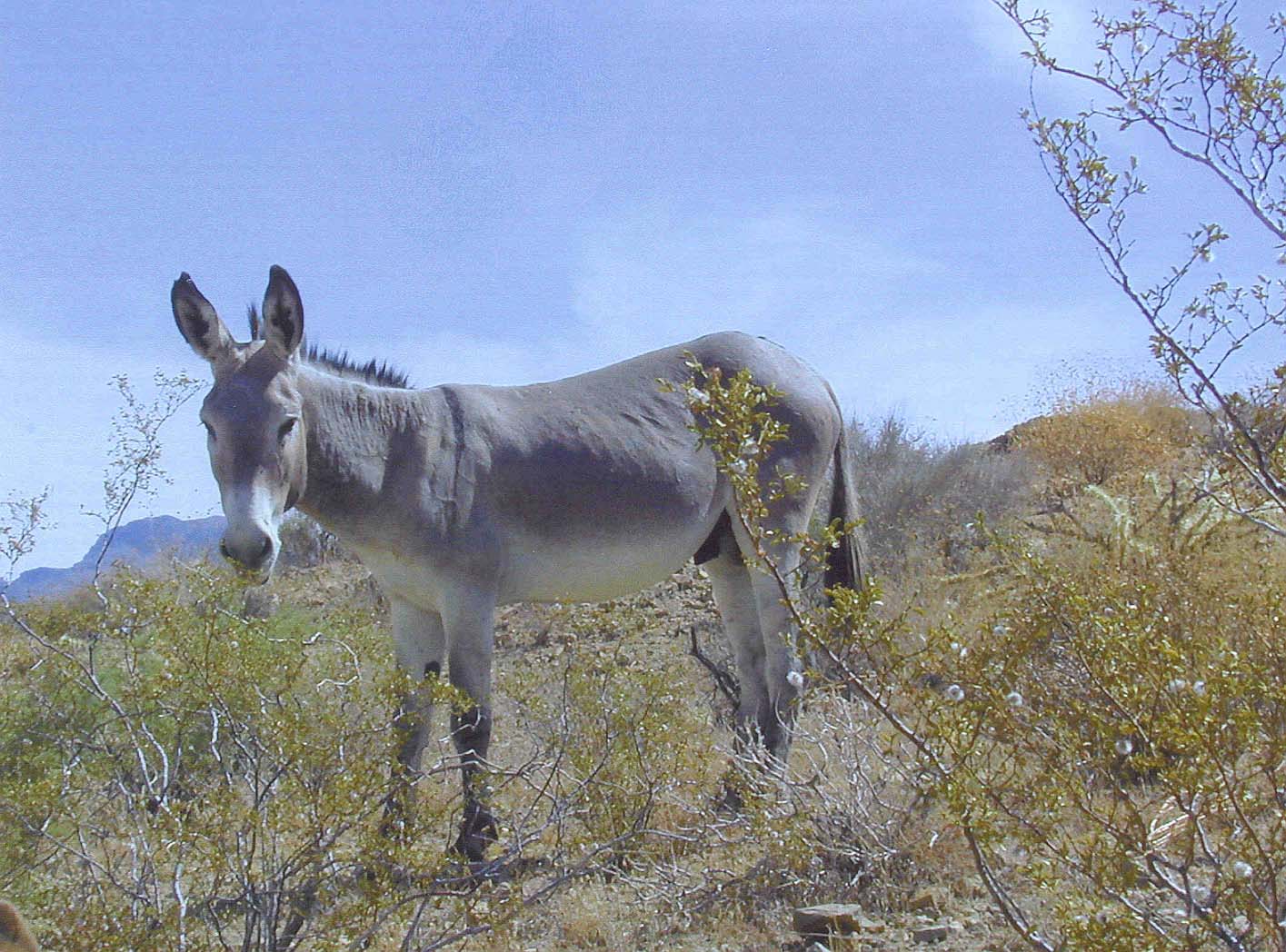 05-burro-solo-full.jpg