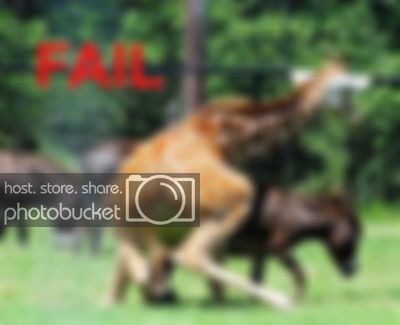 fail13.jpg