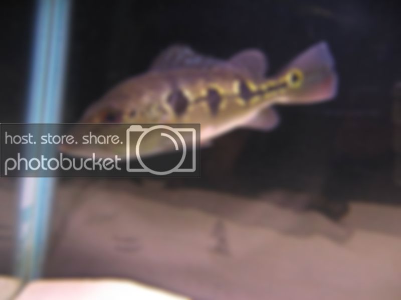 Orino008.jpg
