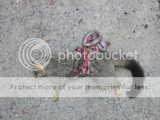 roadkill2-1.jpg