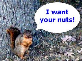 SquirrelWantsNuts.jpg