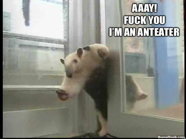 anteater2.jpg