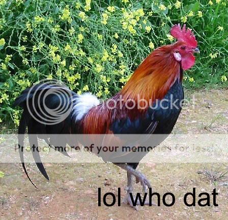rjf_rooster3copy.jpg