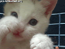 catfight.gif