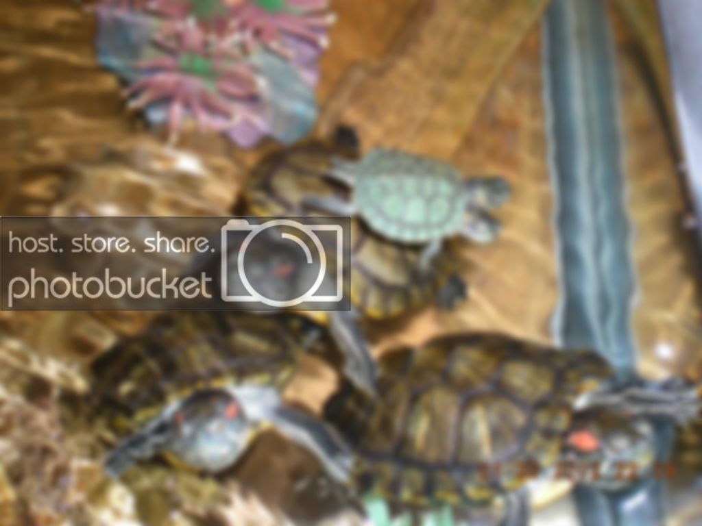 turtles003.jpg