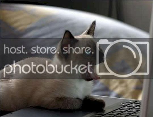 catcomp.jpg
