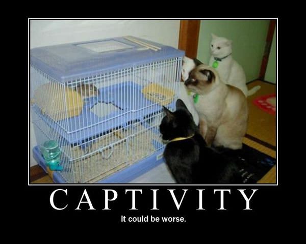 Captivity.jpg