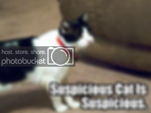 suspiciouscat.jpg