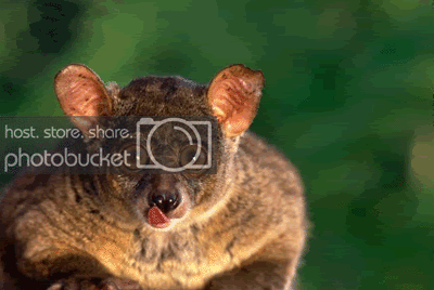 watchingyou9jz.gif
