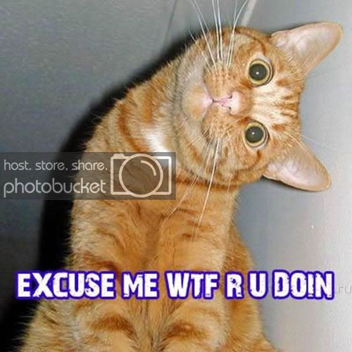 insults_wtf_cat.jpg