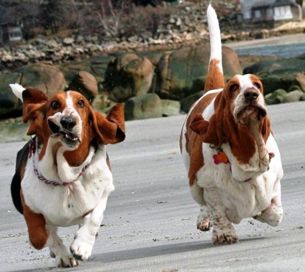 basset-hound-running-2.jpg
