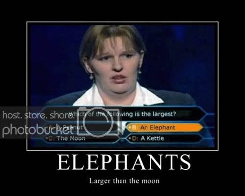 Elephants.jpg