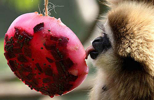 monkey-and-fruit.jpg