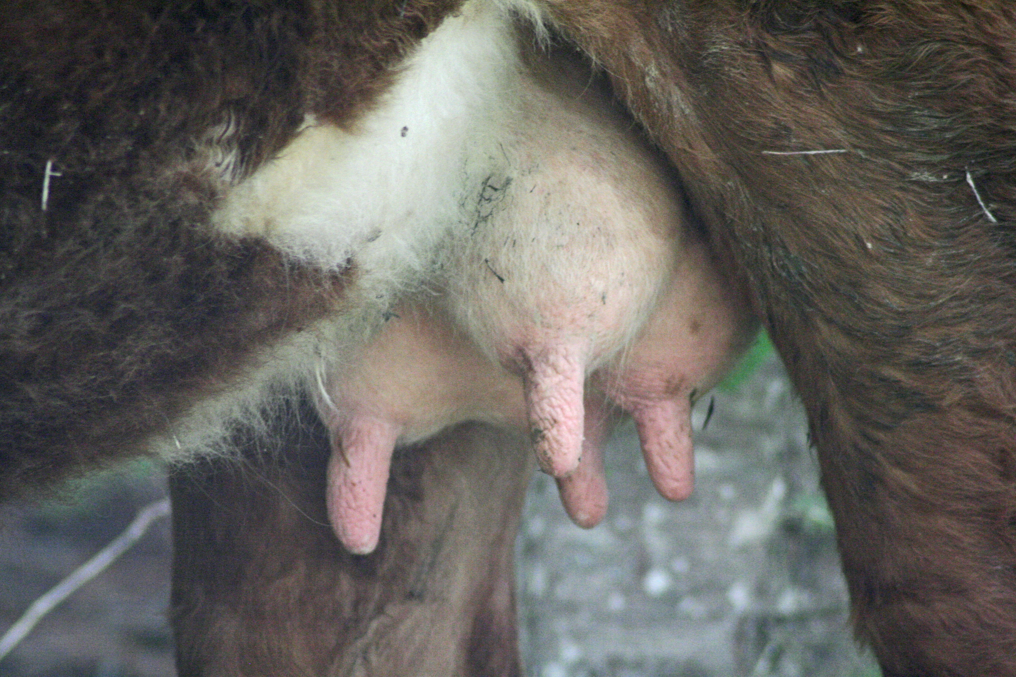 utter_cow_1.jpg