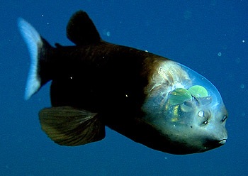_news_news_releases_2009_barreleye_barreleye1-350.jpg