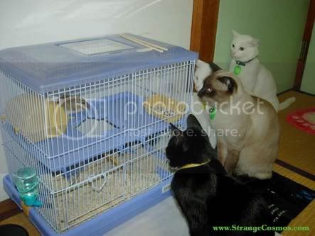 hungrykitties.jpg