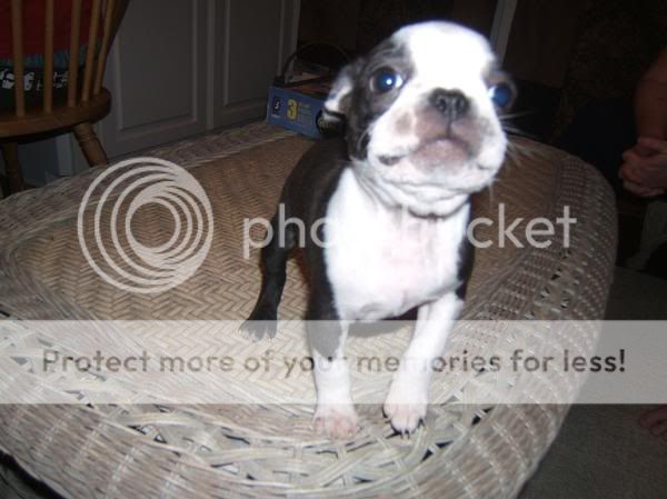calipuppy.jpg