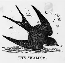 swallow.jpg