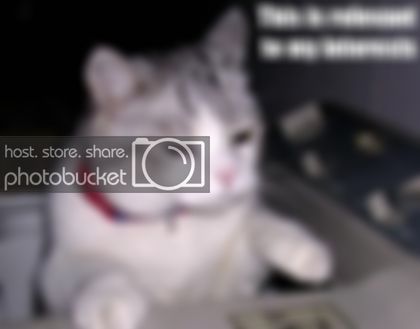 funny_cat_pictures_092.jpg
