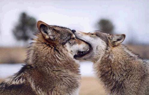 lol-wut-wolves-29040823-497-318.jpg