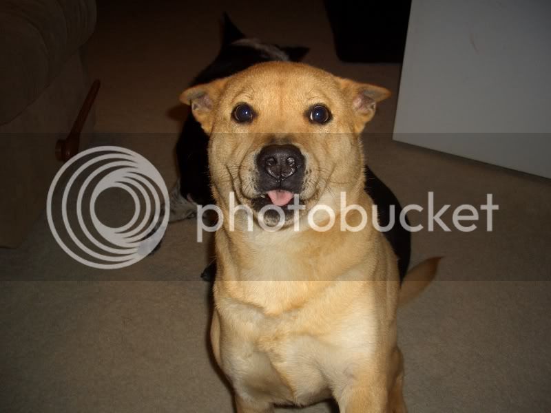 Doggy002.jpg