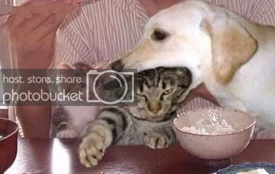 dog_eat_cat.jpg