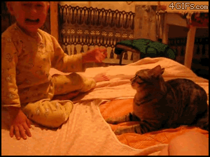 dontmesswiththekitty.gif