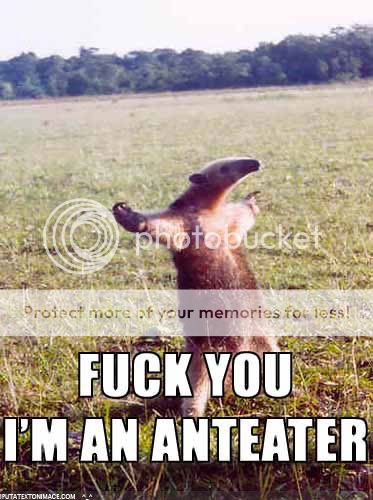 ant-eater.jpg
