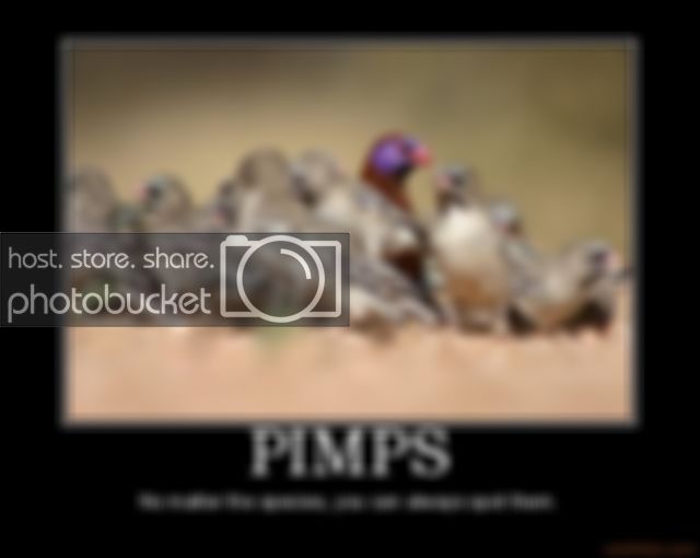 pimps-pimps-birds-species-demotivat.jpg