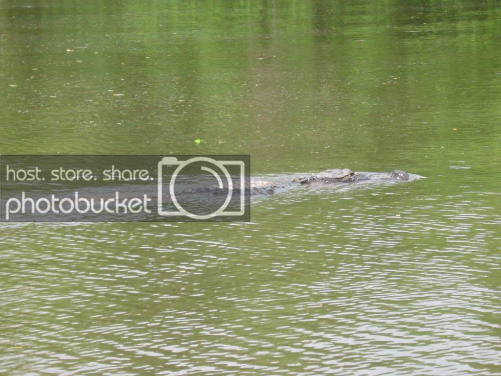 gator016.jpg