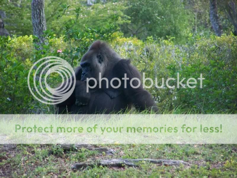 Zoo074.jpg