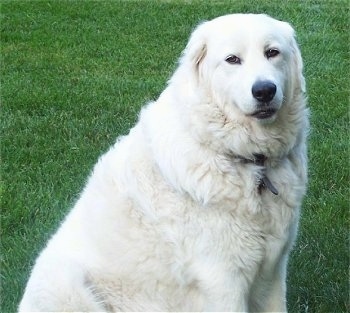 MaremmaSheepdogHarlee5YearsOld.jpg