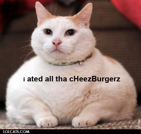 lolcatsdotcomfs7x37jdvb9zclfo.jpg