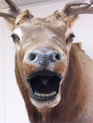 Elk.jpg