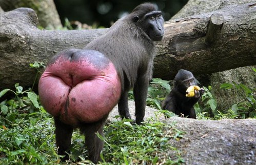 macaque-back1-499x322.jpg