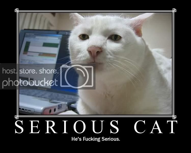 SeriousCat.jpg