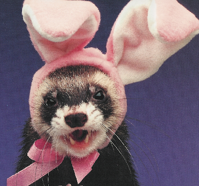ferret.png