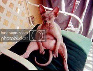 NakedFatCat_05.jpg