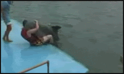 Dolphin.gif