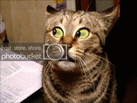 Cats-Eyes.gif