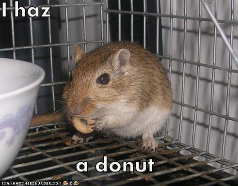 I+haz+a+donut.jpg