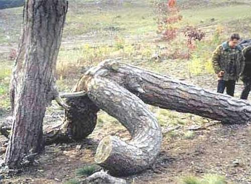 WhereTreesComeFrom-thumb.jpg