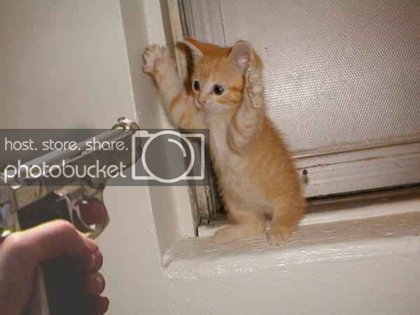 cat_stickup.jpg