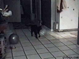 Yy49R.gif